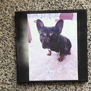 Custom Designed Canvas Print of French Bulldog in Snow